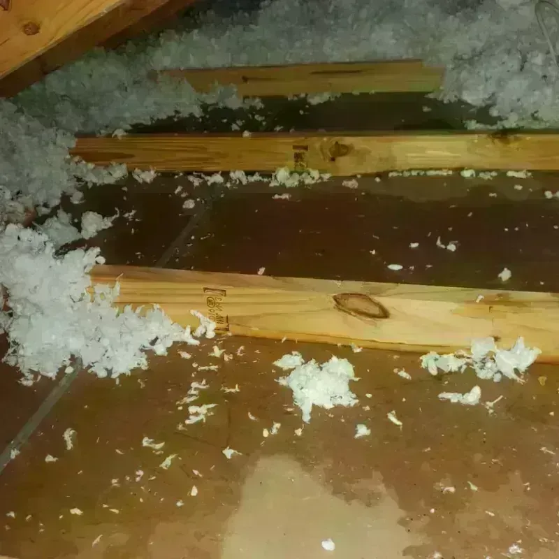 Attic Water Damage in Levy County, FL